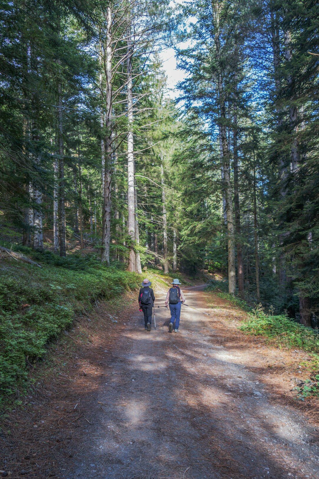 seniors exploring forest path