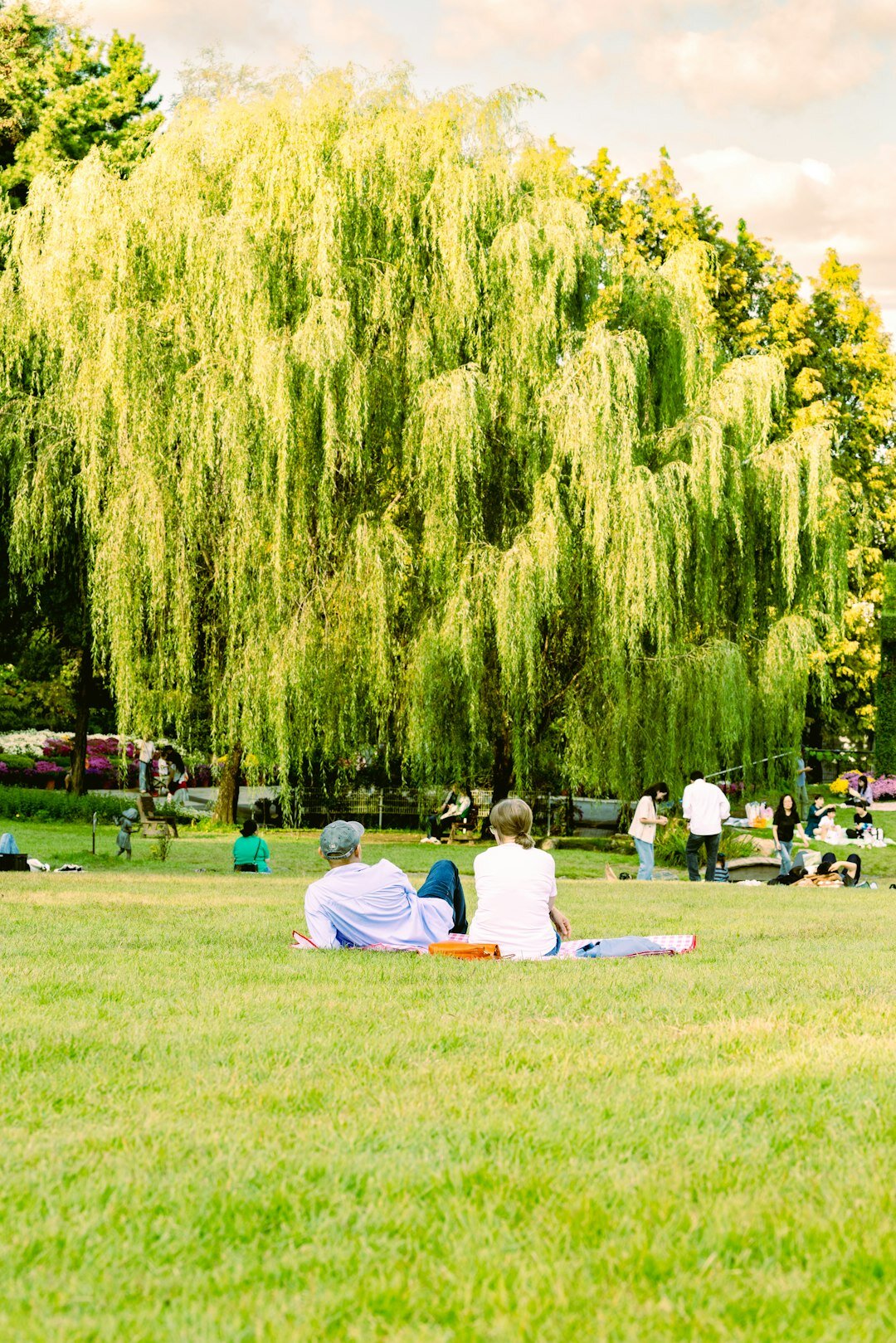 Seniors enjoying a picnic together on a green lawn